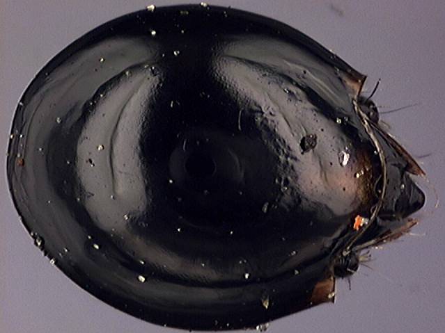 oribatuloidea 4.jpg